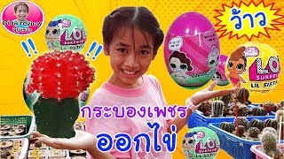 ต้นกระบองเพชรออกลูกเป็น L.O.L ไข่เซอร์ไพรส์ !!! ปลูกต้นไม้ lol egg surprise : gina จีน่ารีวิว