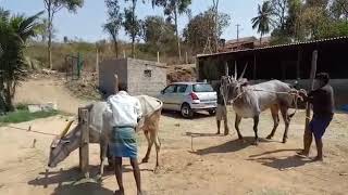 Kadushivanahalli hallikar bull mating