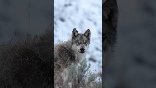 Grey Wolf in Yellowstone!