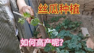 丝瓜搭架时一个简单小动作，丝瓜结得多又大，1棵抵别人家5棵