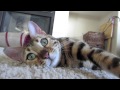 Lazy But Still Adorable Lazy But Still Adorable