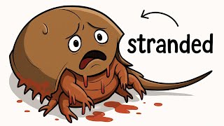 Why It Sucks to Be Born as a Horseshoe Crab