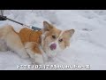 愛犬と一緒に初詣！はしゃぎすぎた子犬は「即確保」です…【西野神社】