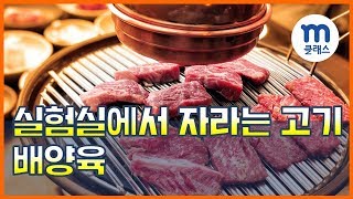 [엠클래스/기술] 실험실에서 만드는 미래의 고기, 배양육