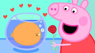 Peppa Pig Français ❤️ Peppa aime Goldie, le poisson rouge | Dessin Animé Pour Bébé