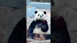 Menglan Momoer's Mickey Daduoduo came here to pet the panda Beijing Zoo Giant Panda Menglan