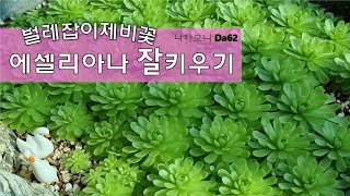 벌레잡이제비꽃 에셀리아나 잘키우기. 에셀리아나 잘키우는 방법. Pinguicula esseriana. 捕虫燕子花. ウミツバメ.