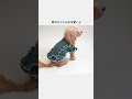 ハンドメイド犬服♡背中のフリルが可愛い犬服 shorts 犬のファッションショー ミックス犬 トイプー ダックス ハンドメイド