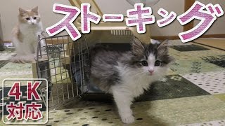 《らずりとひじき》子猫のムコ殿 〜ストーカー編〜 -ノルウェージャンフォレストキャット-