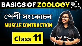 পেশী সংকোচন | Basics of Zoology | Class 11 | Muscle Contraction | WBCHSE | CBSE