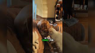 Cat Loves Dog #shorts #cat #catlover #viralvideo