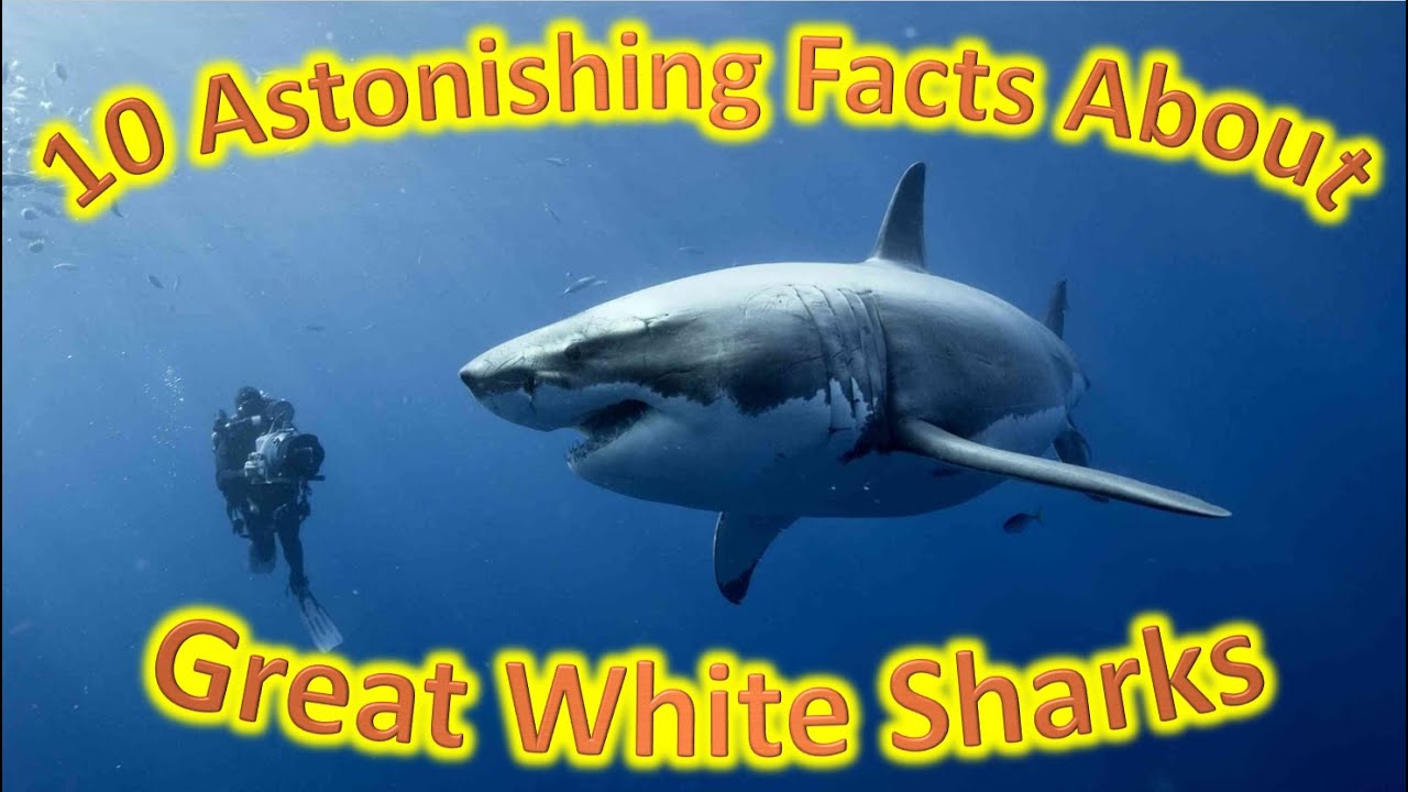 What The Fact - 10 Astonishing Facts About Great White Sharks! - YouTube