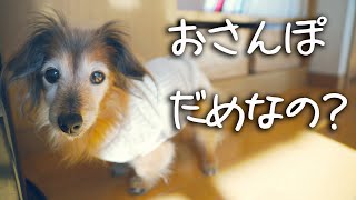 【18歳と15歳老犬カニンヘンダックスVlog】お散歩行きたいの　だめなの？　この顔で訴えられちゃうとつらいなぁ