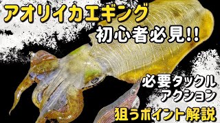 初心者必見！！秋アオリイカエギング！！アオリが釣れる基本事項解説！