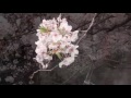 風に吹かれて街歩き　目黒川の桜 beautiful sakura along the meguro river 2016