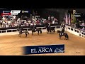 XIV Mundial CAMPEONATO YEGUAS PASO FINO