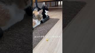 猫達の気になる視線の先には…