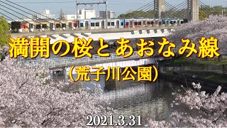 桜が満開の荒子川公園とあおなみ線［2021.3.31］