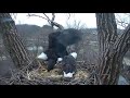 decorah eagles ume 2 gets comfy in nest mom vs unruly branch again