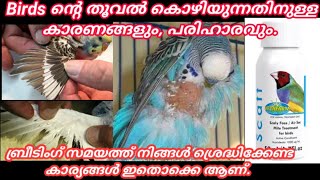 Birds Feather Falling Solution Malayalam, അറിയിരിക്കേണ്ടത് എല്ലാം.