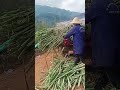 fresh sugar cane head cutting process good tools and machinery can increase work efficiency