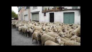 LA TRANSHUMANCE.wmv