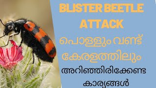 Blister Beetle| ബ്ലിസ്റ്റർ വണ്ടിനെ അറിഞ്ഞിരിക്കുക|blister beetle attack malayalam|