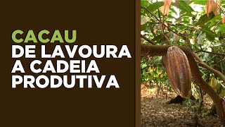 Cacau: da Lavoura à Cadeia Produtiva