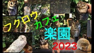 落ち着いたカフェでまったりと・・・　ふくろうカフェ楽園2023（群馬県高崎市）