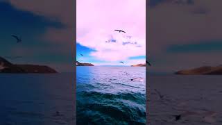 Seagulls | seagull flying | sea | ocean | boating #oddlysatisfyingvideo #shorts #seagull