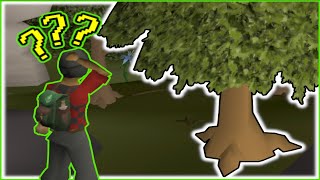 Forestry Guide (2026)
