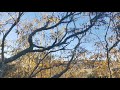 nz tui enjoying kowhai flowers