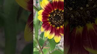 Garden tour #gardening #garden #nature #plants #flower #flowers #hibiscus #sunflowers #marigold