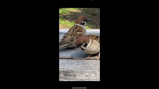 自転車に乗ってくれた雀ちゃん♡ cute sparrow