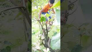 #গাছে সাপের ভয়। Fear of snakes in trees.#snake #সাপ #tree #bangla #reels.