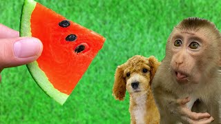 Baby monkey Bu Bu and puppy harvest watermelon in the farm - Baby Monkey Animal HT