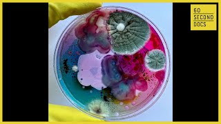 Mesmerizing Mold Art | Daria Fedorova