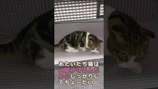 【防災の日】猫との避難に備えて防災グッズを見直そう #shorts