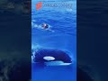 Amazing ,,, swimming with orca whale #shorts #amazing #giantwhale #swimming