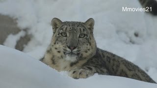 メイン放飼場へデビュー リーベとリアン~Snow Leopards