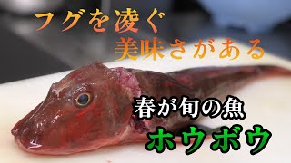 【河豚超え】これが旬を迎えた力のある魚　運悪く脂がないホウボウが届いたがフグを凌ぐ味になりました