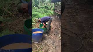 Goats Farming -එළු පාලනය -එළුවන්ට ආ‌හාර ලබා දීම- Feeding goats - phone +94 777 005391