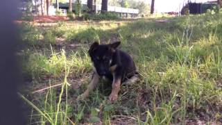 Ingram German Shepherds - Floppy Ear Cuteness Alert!