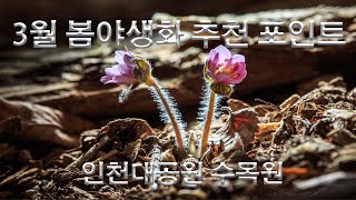 3월 봄야생화 추천포인트(인천대공원 수목원)