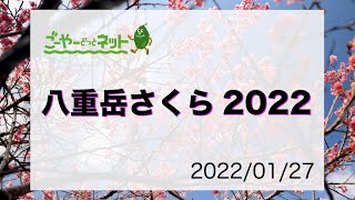 八重岳さくら2022