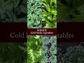 【耐寒蔬菜】vegetables for fall planting 适合秋冬种植的蔬菜 7月中开始分批育苗了！