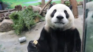 20221014 點心專屬小圓寶 先吃竹葉怎生好(午餐) Giant Panda Yuan Yuan \u0026 Yuan Bao