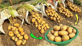 সম্পূর্ণ জৈব উপায়ে বস্তায় আলু চাষ ll Cultivation of potato