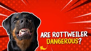 Are Rottweiler dangerous | 10 Facts About Rottweilers