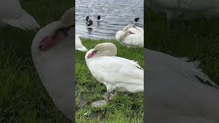 こんな近くで見れるの嬉しすぎ  #shorts #白鳥 #鳥